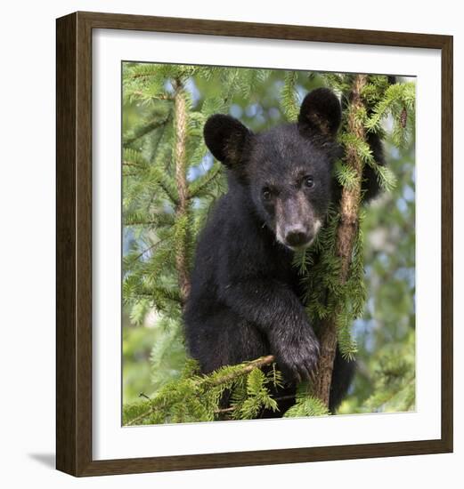 Black Bear Cub, Minnesota-Wendy Kaveney-Framed Art Print