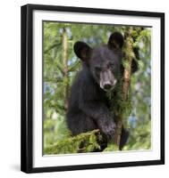 Black Bear Cub, Minnesota-Wendy Kaveney-Framed Art Print