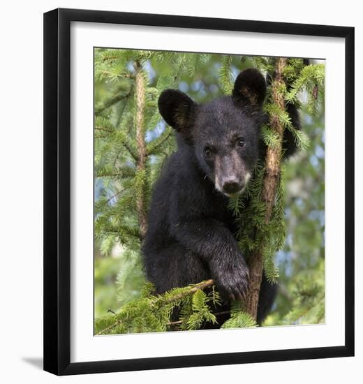 Black Bear Cub, Minnesota-Wendy Kaveney-Framed Art Print