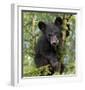 Black Bear Cub, Minnesota-Wendy Kaveney-Framed Art Print