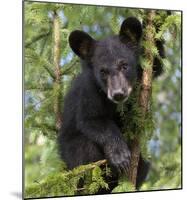 Black Bear Cub, Minnesota-Wendy Kaveney-Mounted Art Print