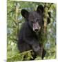 Black Bear Cub, Minnesota-Wendy Kaveney-Mounted Art Print