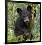 Black Bear Cub, Minnesota-Wendy Kaveney-Framed Art Print