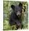 Black Bear Cub, Minnesota-Wendy Kaveney-Stretched Canvas