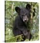 Black Bear Cub, Minnesota-Wendy Kaveney-Stretched Canvas