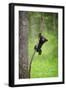 Black Bear Cub Playing on Tree Limb, Tennessee-Don Grall-Framed Art Print