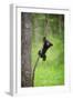 Black Bear Cub Playing on Tree Limb, Tennessee-Don Grall-Framed Art Print