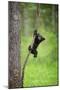 Black Bear Cub Playing on Tree Limb, Tennessee-Don Grall-Mounted Art Print