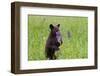 Black Bear Cub Smelling Wildflowers-dssimages-Framed Photographic Print