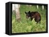 Black Bear Cub (Ursus Americanus), in Captivity, Sandstone, Minnesota, USA-James Hager-Framed Stretched Canvas