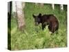 Black Bear Cub (Ursus Americanus), in Captivity, Sandstone, Minnesota, USA-James Hager-Stretched Canvas