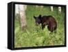 Black Bear Cub (Ursus Americanus), in Captivity, Sandstone, Minnesota, USA-James Hager-Framed Stretched Canvas