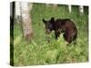 Black Bear Cub (Ursus Americanus), in Captivity, Sandstone, Minnesota, USA-James Hager-Stretched Canvas