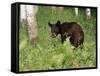 Black Bear Cub (Ursus Americanus), in Captivity, Sandstone, Minnesota, USA-James Hager-Framed Stretched Canvas