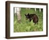 Black Bear Cub (Ursus Americanus), in Captivity, Sandstone, Minnesota, USA-James Hager-Framed Photographic Print