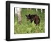 Black Bear Cub (Ursus Americanus), in Captivity, Sandstone, Minnesota, USA-James Hager-Framed Photographic Print