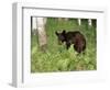 Black Bear Cub (Ursus Americanus), in Captivity, Sandstone, Minnesota, USA-James Hager-Framed Photographic Print