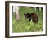 Black Bear Cub (Ursus Americanus), in Captivity, Sandstone, Minnesota, USA-James Hager-Framed Photographic Print