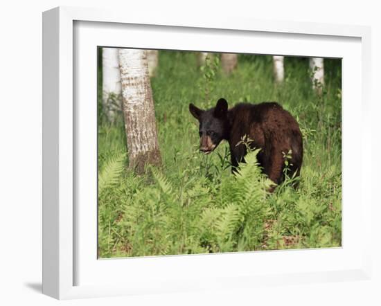 Black Bear Cub (Ursus Americanus), in Captivity, Sandstone, Minnesota, USA-James Hager-Framed Photographic Print