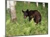 Black Bear Cub (Ursus Americanus), in Captivity, Sandstone, Minnesota, USA-James Hager-Mounted Photographic Print