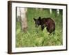 Black Bear Cub (Ursus Americanus), in Captivity, Sandstone, Minnesota, USA-James Hager-Framed Photographic Print