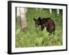 Black Bear Cub (Ursus Americanus), in Captivity, Sandstone, Minnesota, USA-James Hager-Framed Photographic Print