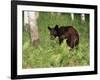 Black Bear Cub (Ursus Americanus), in Captivity, Sandstone, Minnesota, USA-James Hager-Framed Photographic Print