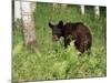 Black Bear Cub (Ursus Americanus), in Captivity, Sandstone, Minnesota, USA-James Hager-Mounted Photographic Print