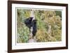 Black Bear Cubs In Tree-Donald Paulson-Framed Giclee Print