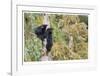 Black Bear Cubs In Tree-Donald Paulson-Framed Giclee Print