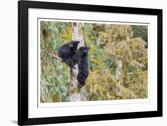 Black Bear Cubs In Tree-Donald Paulson-Framed Giclee Print