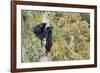 Black Bear Cubs in Tree-Donald Paulson-Framed Giclee Print