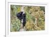 Black Bear Cubs in Tree-Donald Paulson-Framed Giclee Print