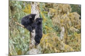 Black Bear Cubs in Tree-Donald Paulson-Mounted Giclee Print