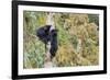 Black Bear Cubs in Tree-Donald Paulson-Framed Giclee Print