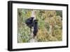 Black Bear Cubs in Tree-Donald Paulson-Framed Giclee Print