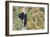 Black Bear Cubs in Tree-Donald Paulson-Framed Giclee Print