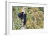 Black Bear Cubs in Tree-Donald Paulson-Framed Giclee Print