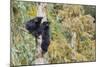 Black Bear Cubs in Tree-Donald Paulson-Mounted Giclee Print