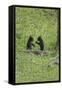 Black Bear Cubs (YNP)-Galloimages Online-Framed Stretched Canvas