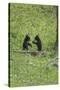 Black Bear Cubs (YNP)-Galloimages Online-Stretched Canvas