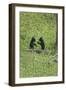 Black Bear Cubs (YNP)-Galloimages Online-Framed Photographic Print