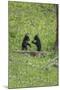 Black Bear Cubs (YNP)-Galloimages Online-Mounted Photographic Print