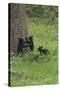 Black Bear Cubs-Galloimages Online-Stretched Canvas
