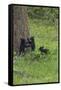 Black Bear Cubs-Galloimages Online-Framed Stretched Canvas