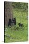 Black Bear Cubs-Galloimages Online-Stretched Canvas