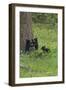 Black Bear Cubs-Galloimages Online-Framed Photographic Print