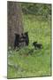 Black Bear Cubs-Galloimages Online-Mounted Photographic Print