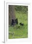 Black Bear Cubs-Galloimages Online-Framed Photographic Print