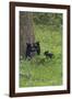 Black Bear Cubs-Galloimages Online-Framed Photographic Print